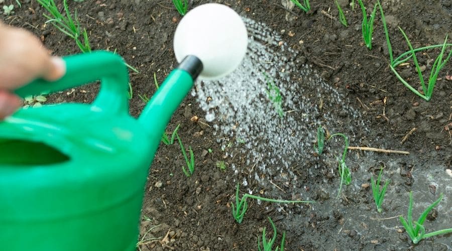 Cómo ahorrar agua en el jardín en verano