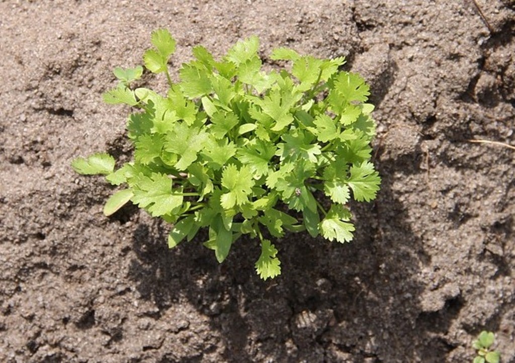 Como cultivar cilantro. El cilantro facil y sencillo para cultivar