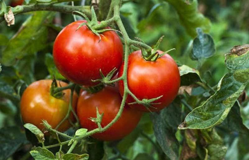 Cómo cultivar tomates