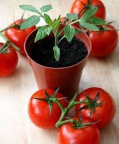 Plantar tomates en maceta