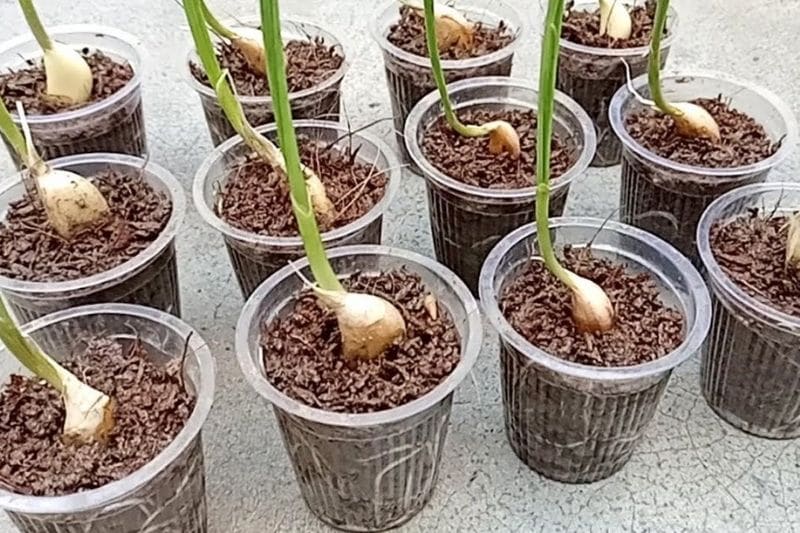 como plantar ajo en una maceta